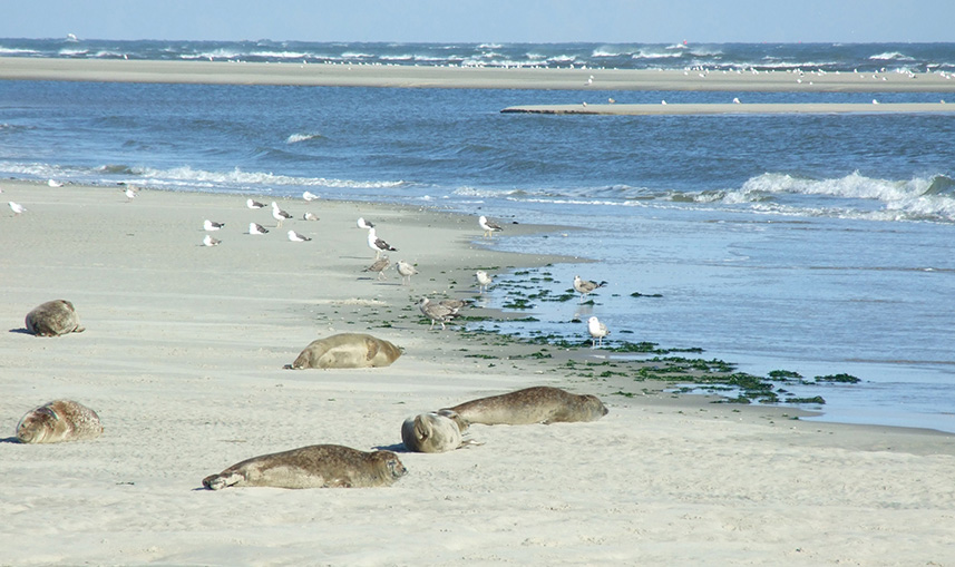 Waddenzee